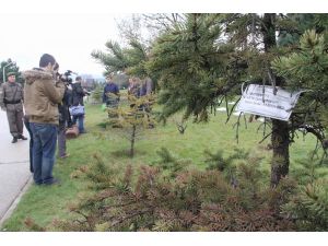 Eroğlu, Denktaşın Ağacının Yanına Fidan Dikti
