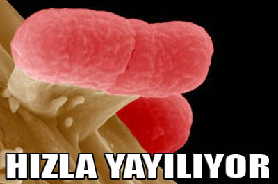 Öldüren virüs 12 ülkeye yayıldı