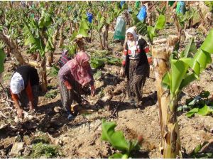 Muz Bahçelerinde Bahar Bakımı Başladı
