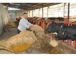 İthal Samanlar Somaya Geldi