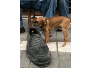 Bu Köpeğin Boyu Neredeyse Lastik Ayakkabı Kadar