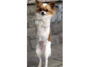 2 Ayaklı Doğan Köpek Yaşama Azmiyle Herkesi Hayrete Düşürüyor