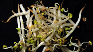 ABden Mısırı üzecek karar