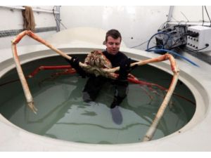 Yaklaşık 6 Metre Uzunluğundaki Dev Yengeç İlgi Odağı Oldu