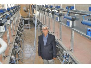 Adana’da Toplu Ahırda Süt Sığırcılığı Yapılacak