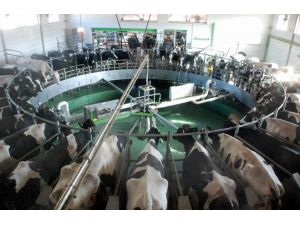 Türkiye’den Ab’ye Süt İhracatı