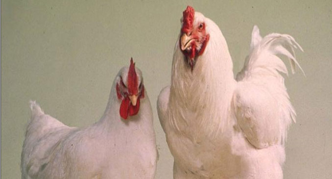 Kuş Gribi Hortladı Mı?