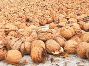 Ceviz Damarları Koruyor