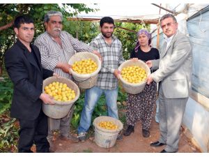 Turfanda Kayısının Kilosu 70 Lira