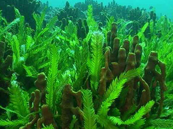 Katil Yosunlar Antalya Sahillerinde