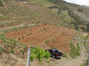 Türkiye’nin İlk Tropikal Meyve Bahçesi Kuruldu