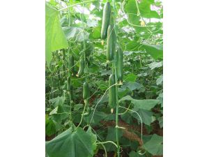 Tohumculuk Sektöründe Yurtdışına Teknoloji İhracatı