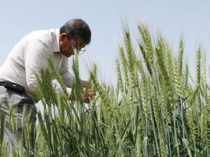 Nisan Yağmurları Çiftçinin Yüzünü Güldürdü