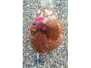 Tavuklar Firarda Gerçek Oldu