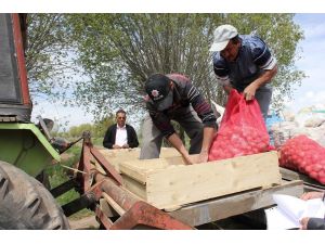 Erzincan’da Patates Yetiştiriciliği