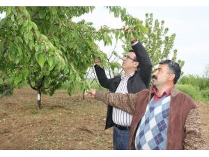 Hava Sıcaklığındaki Ani Değişim Çiftçileri Endişelendiriyor