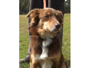 Vefakar Köperk Kaza Yapan Sahibinin Yanında 4 Gün Nöbet Tuttu