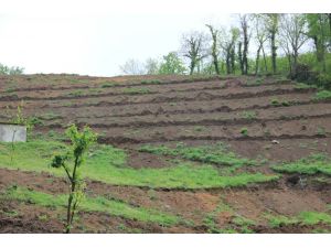 Fındıkta Teraslama Ve Yenileme Projesi Fatsa’da Hayata Geçti