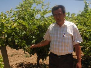 40 Yıl Önce Göç Ettiren Hastalık Üzüm Üreticisini Tedirgin Ediyor