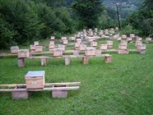 Elazığda Arıcılık Kursu Düzenleniyor