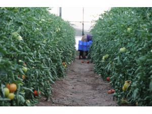 (Özel Haber) Çiftçinin Domates Bereketi