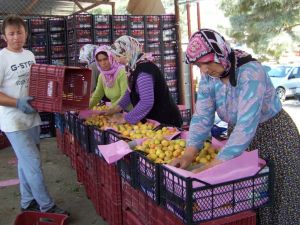 Erkenci Kayısının Kilosu 10 Tl