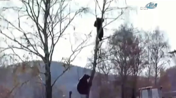 Ayıdan Kurtulmak İçin Ağaca Tırmandı