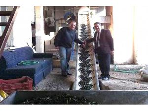 Zeytin Yağı Desteklemelerinde 20 Kuruşluk Artış