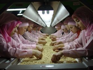 8 Ayda 234 Bin Ton İç Fındık İhraç Edildi