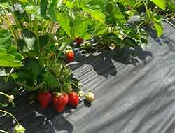 Ekinözü’nde Çilek Yetiştiriciliği Gelişiyor