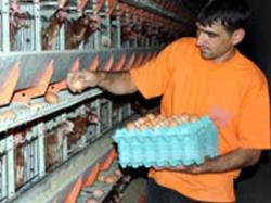 Tavukçuların mısır krizi