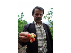 Kiraz Üreticisine Yağmur Darbesi
