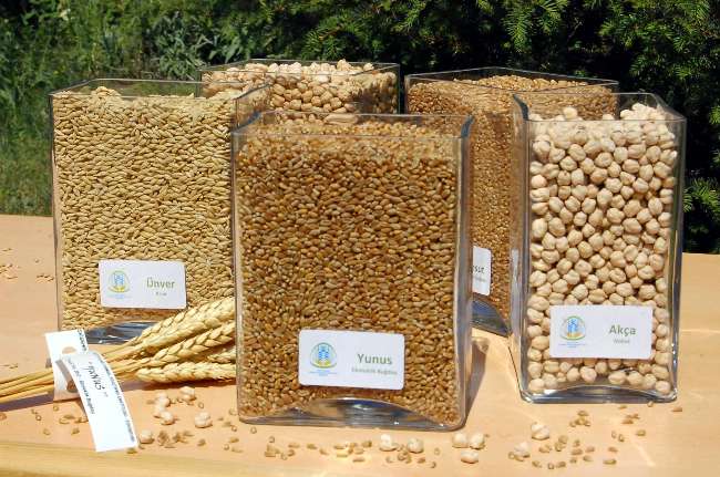 Bu Tarımsal Ürünler ’Yeni’ Keşfedildi