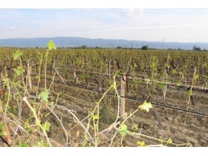 Bakan Eker, Doludan Zarar Gören Üzüm Bağlarını İnceledi