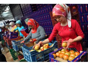 Sıcaklar Domates Fiyatını Düşürdü