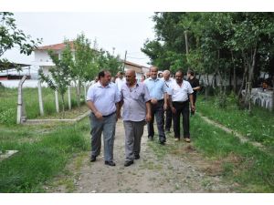 Yem Krizine Çözüm İçin “yem Bezelyesi”