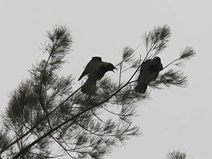 Anne Karganın Çığlığı Yavrularını Kurtardı