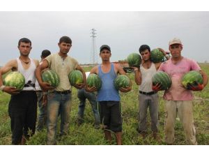 Adanada Karpuz Hasadı Devam Ediyor