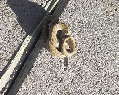 Yılana elektrikli süpürgeyle müdahale