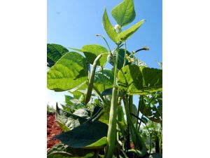 Hububatın Yerini Sebze Ve Meyveler Alıyor