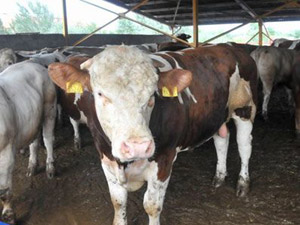 Kasaplık Hayvan İthalatında Vergi İndirimi