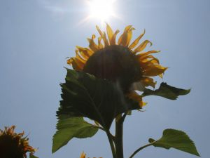 Çukurovada Ayçiçeği Altın Gibi Güvenli Liman Oldu