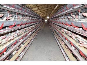 Yumurta Fiyatları, Üreticisine Zarar Ettiriyor