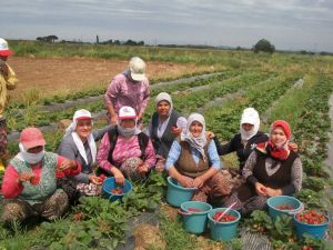 Altınovanın Organik Çileğine Büyük İlgi