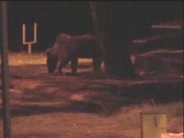 Aç Kalan Ayı Şehre İndi