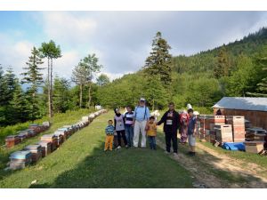 Orman Gülleri Arıcıları Çekiyor
