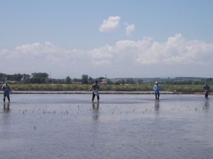 Bafra Ovasında 100 Bin Dekar Alanda Pirinç Ekildi