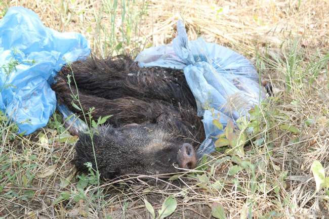 Bu Manzarayı Görenler Gözlerine İnanamadı
