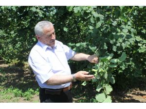 Rekolte Belli Oldu Fındık Fiyatı Yükselebilir