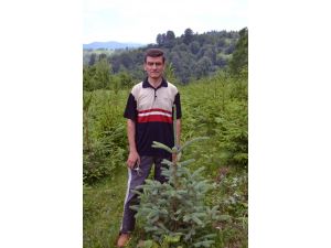 Emekli İkramiyesiyle Aldığı Fidanlardan 150 Bin Lira Kazanmayı Hedefliyor